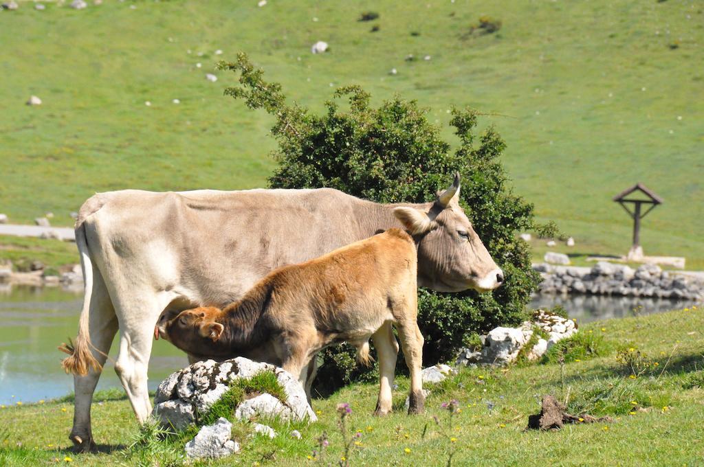 Casa Rural La Riba Sames Kültér fotó
